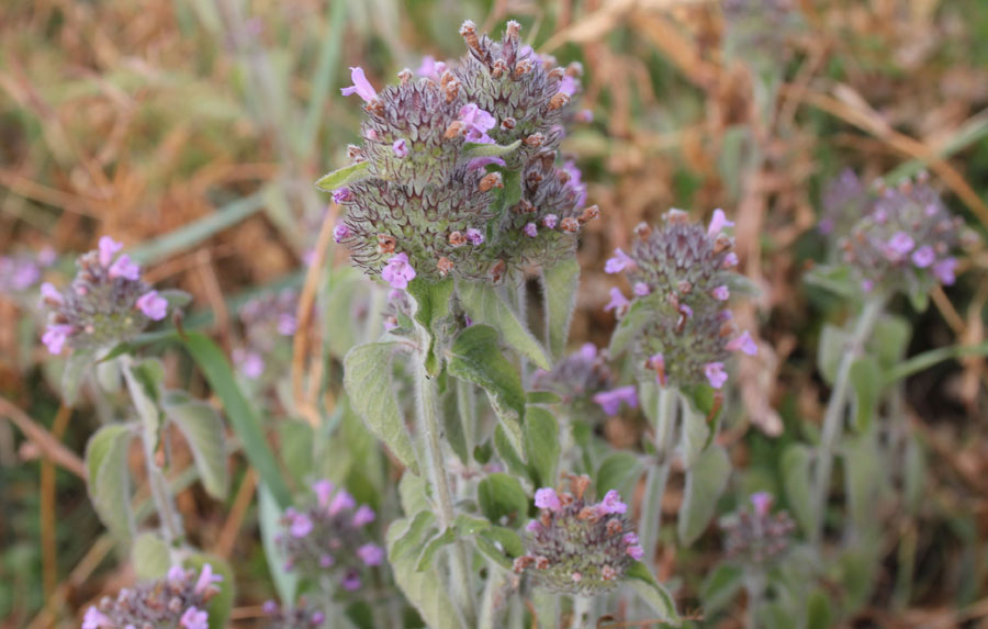 Clinopodium vulgare